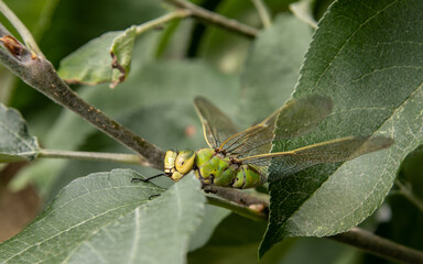 A green female Dragonfly - Emperor Dragonfly, Blue Emperor - sits, rests and hides well camouflaged in an apple tree, Anax imperator