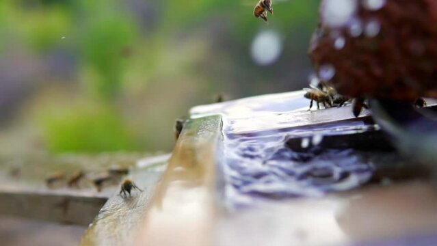 lavender and bees and butterflies and nature and water 