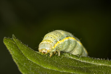 A green nasty caterpillar of a moth eating on a tomato leaf in the garden in the summer on the farm. The caterpillar is a voracious feeder and pest of vegetable crops, Noctuidae, Lacanobia oleracea