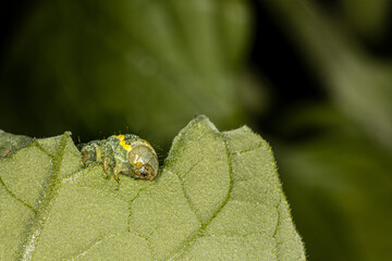 One green nasty caterpillar of a moth eating on a tomato leaf in the garden in the summer on the farm. The caterpillar is a voracious feeder and pest of vegetable crops, Noctuidae, Lacanobia oleracea