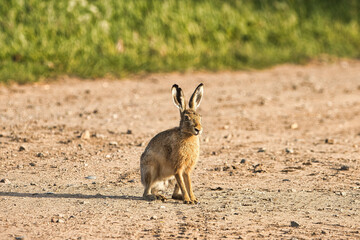 rabbit in the grass