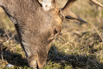 Portrait of a full grown deer buck grazing, dama dama