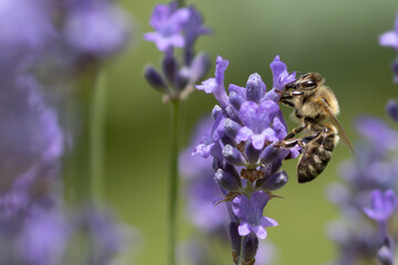 A busy honey bee collects pollen and nectar on a purple lavender flower in summer, apis