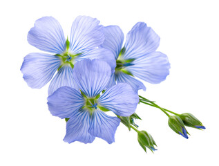 Flax flowers isolated on white background. Blue common flax, linseed or linum usitatissimum.