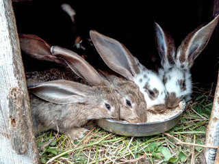 Naklejka na ściany i meble several rabbits that eat - in Maramures, Romania
