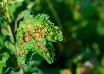 Leaf of a red currant of the amazed sheet plant louses