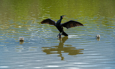 Single Portrait Black Cormorant Gannet Water Sea Bird perced in middle of water lake on wooden post