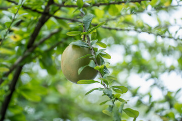 Calabash commonly fruit known as vine calabash or bottle gourd in garden