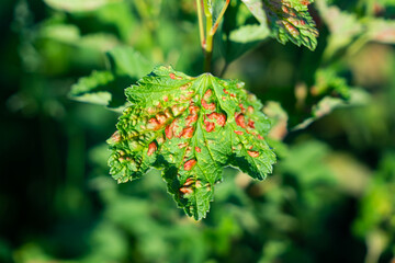 Common Plant Diseases. Peach leaf curl on currant leaves. Puckered or blistered leaves distorted by...