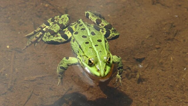 Frog swimming in the water, Pelophylax esculentus