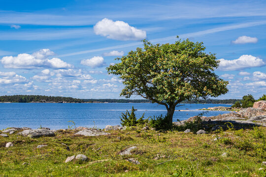 Ostseeküste mit Felsen und Baum auf der Insel Sladö in Schweden