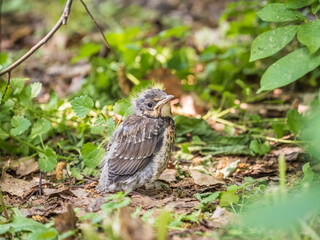A fieldfare chick, Turdus pilaris, has left the nest and sitting on the spring lawn. A fieldfare...