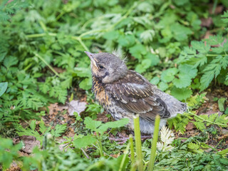 A fieldfare chick, Turdus pilaris, has left the nest and sitting on the spring lawn. A fieldfare chick sits on the ground and waits for food from its parents.