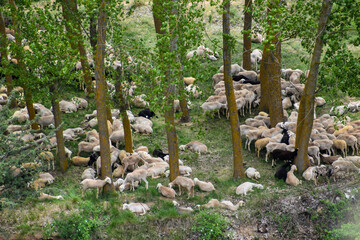 flock of sheep in the meadow