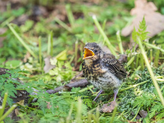 A fieldfare chick, Turdus pilaris, has left the nest and sitting on the spring lawn. A fieldfare...