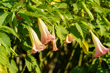 Natural background with close-up brugmansia colours