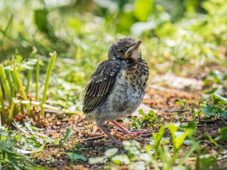 A fieldfare chick, Turdus pilaris, has left the nest and sitting on the spring lawn. A fieldfare...