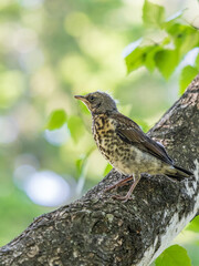 A fieldfare chick, Turdus pilaris, has left the nest and is sitting on a branch. A chick of fieldfare sitting and waiting for a parent on a branch.