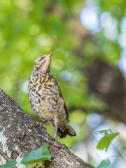 A fieldfare chick, Turdus pilaris, has left the nest and is sitting on a branch. A chick of fieldfare sitting and waiting for a parent on a branch.