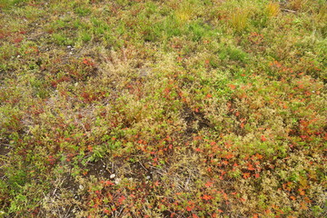 晩春の紅葉のアメリカフウロの生える野原風景