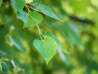Green leaves of linden Tilia dasystyla on a green background.