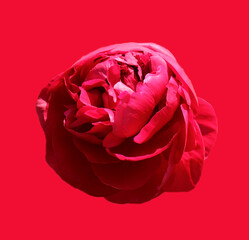 A beautiful red peony isolated on a red background