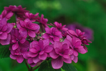 Fototapeta premium 八重咲きの紫陽花