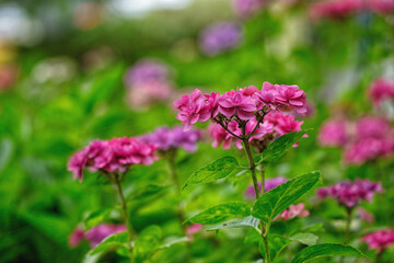 満開の額紫陽花