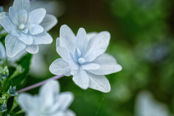 Obraz na płótnie Canvas 隅田の花火という品種の額紫陽花の装飾花