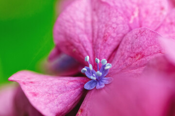 紫陽花のクローズアップ