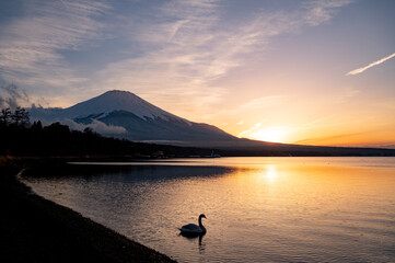 Naklejka na ściany i meble 山梨　富士山と山中湖の白鳥