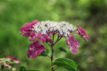 満開の額紫陽花