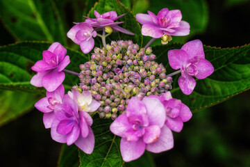 額紫陽花