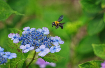 額紫陽花とクマバチ