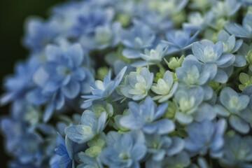 紫陽花のクローズアップ