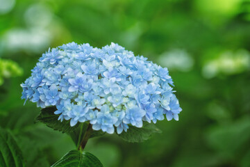 満開の青い紫陽花