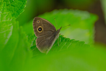 紫陽花の葉にとまるヒメジャノメ