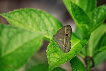 紫陽花の葉にとまるヒメジャノメ