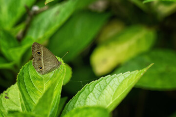 紫陽花の葉にとまるヒメジャノメ