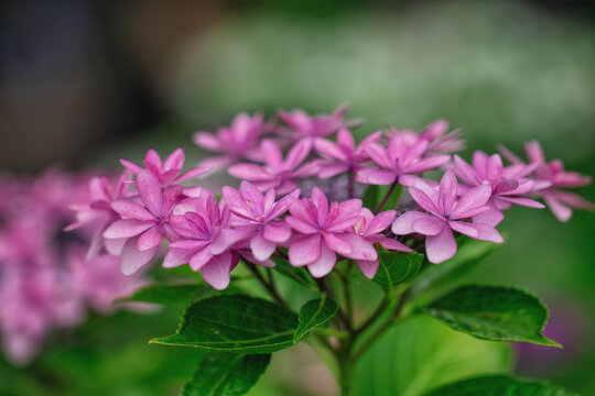 西洋紫陽花 Images Browse 265 Stock Photos Vectors And Video Adobe Stock