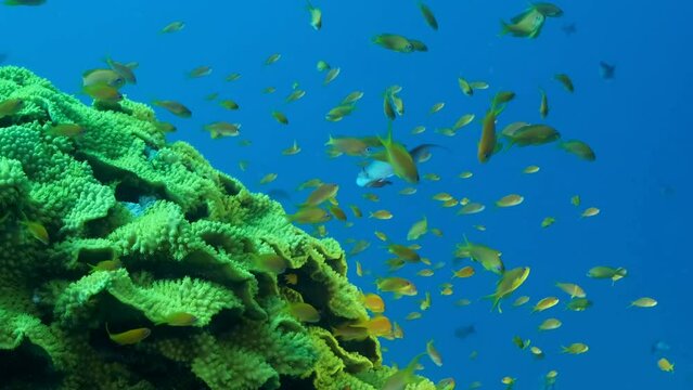 Underwater multicolored tropical fishes swim around the beautiful coral reef. School of Lyretail Anthias (Pseudanthias squamipinnis) swim near Lettuce coral (Turbinaria reniformis)