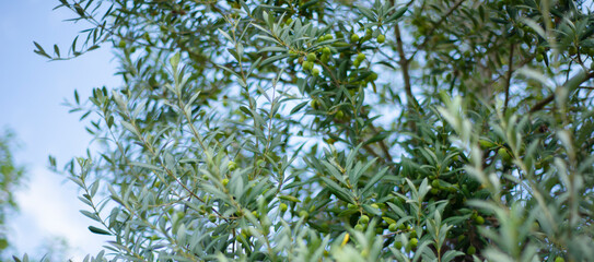 Оливковые ветки на фоне голубого неба. Копи спейс для текста.