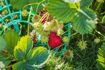 Close up view of red strawberries on garden bed.