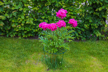 Naklejka premium Beautiful view of garden with pink peony flowers against green grass. Sweden.
