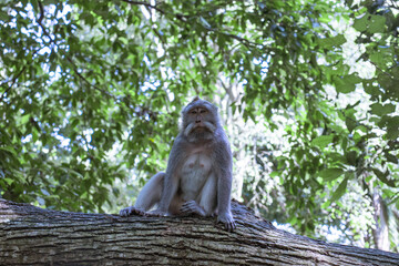 Makake, Sacred Monkey Forest, Bali, Indonesien