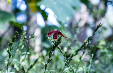 Neurothemis fulvia, Rote Libelle, Bali, Indonesien