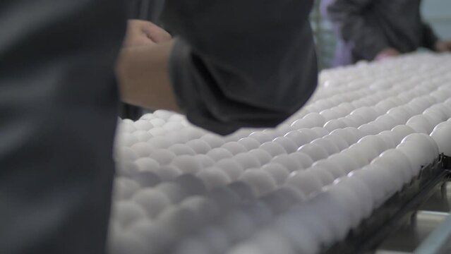 Men Picking Eggs To Lay In An Industrial Incubator