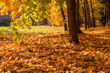 landscape with autumn trees and fallen leaves