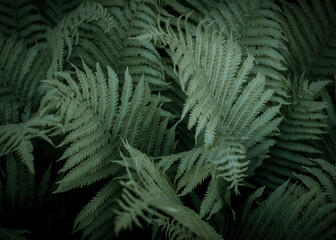 Fern