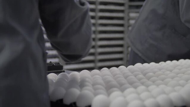 Men Picking Eggs To Lay In An Industrial Incubator